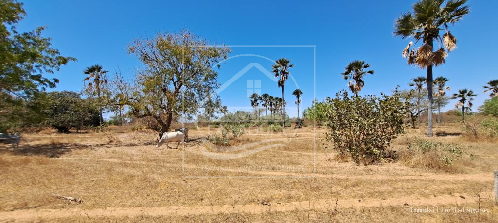 Agence Immobilière Saly Sénégal - T3149 - Terrain à FIMELA - T3149-terrain-a-vendre-a-fimela-senegal