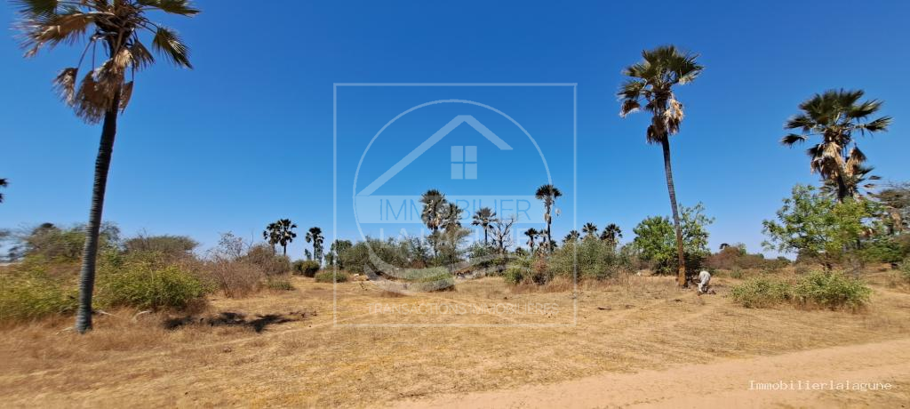 Agence Immobilière Saly Sénégal - T3149 - Terrain à FIMELA - T3149-terrain-a-vendre-a-fimela-senegal