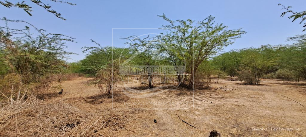 Agence Immobilière Saly Sénégal - T3110 - Terrain à SOMONE - 