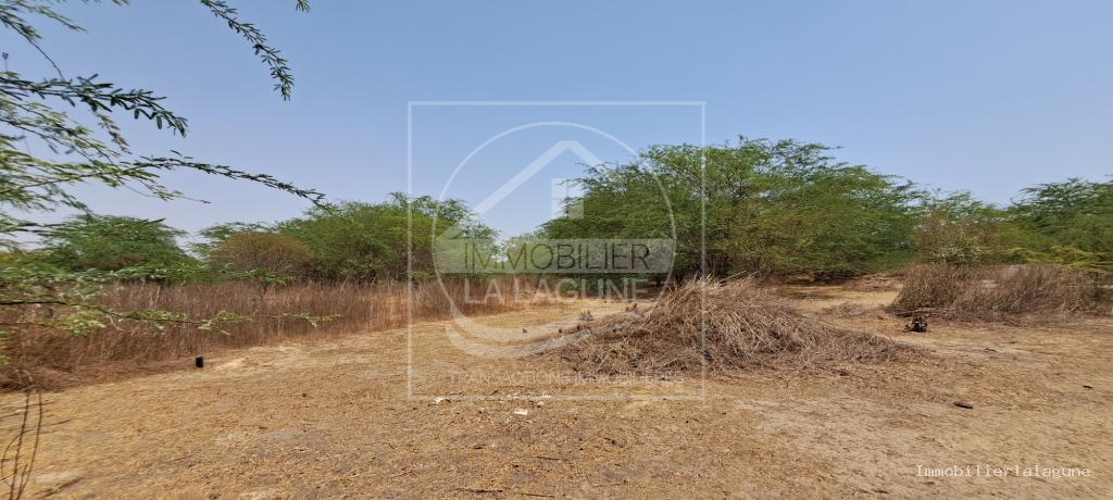 Agence Immobilière Saly Sénégal - T3110 - Terrain à SOMONE - 