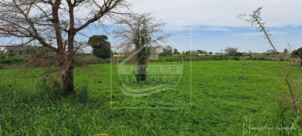 Agence Immobilière Saly Sénégal - T3172 - Terrain à NGUERIGNE - T3172-terrain-a-vendre-a-nguerign-senegal