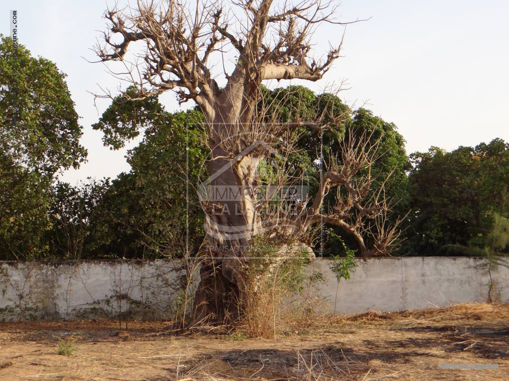 Agence Immobilière Saly Sénégal - T1964 - Terrain à WARANG - T1964 Terrain de 1000m2 à vendre Warang Senegal