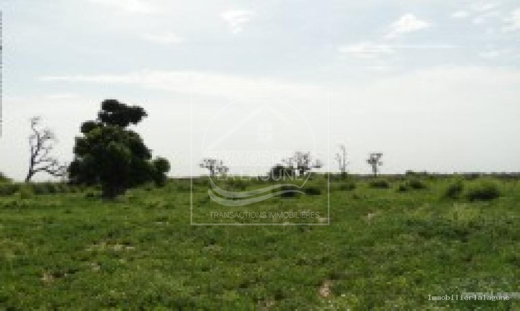 Agence Immobilière Saly Sénégal - T3172 - Terrain à NGUERIGNE - T3172-terrain-a-vendre-a-nguerign-senegal